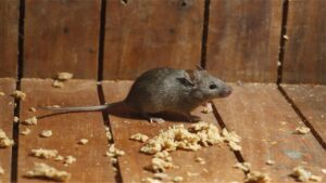 All you need about house mice