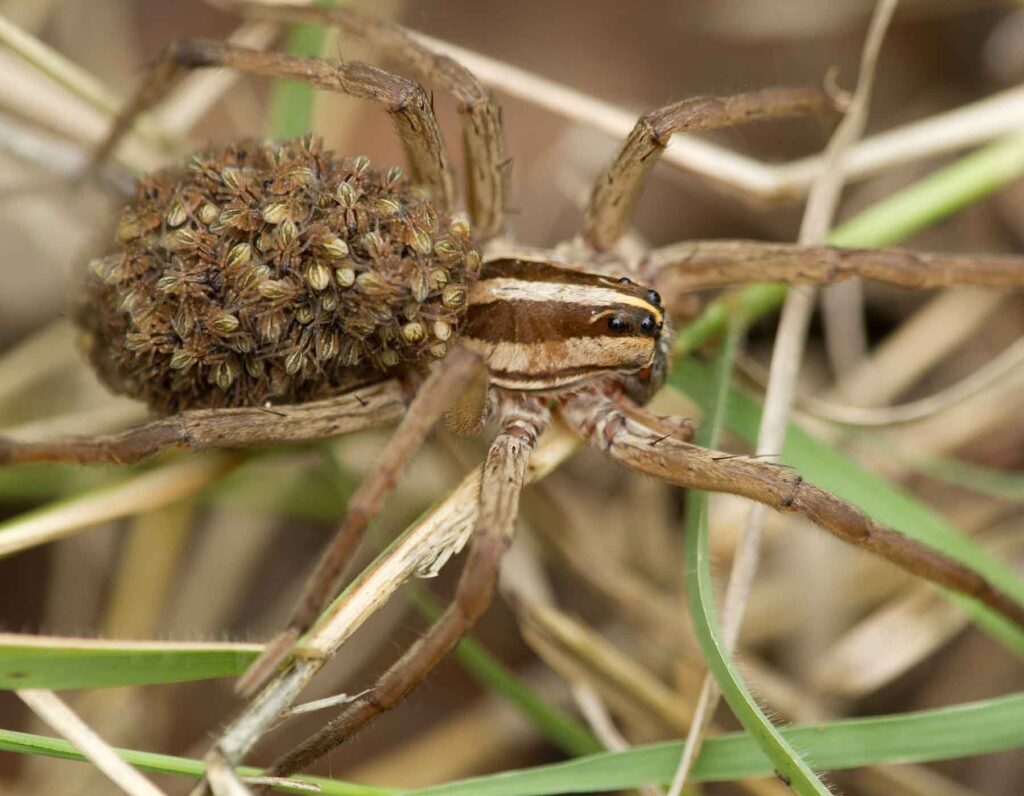 wolf spiders