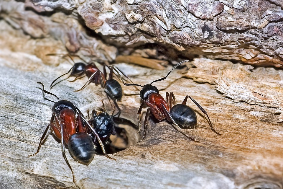 are carpenter ants dangerous
